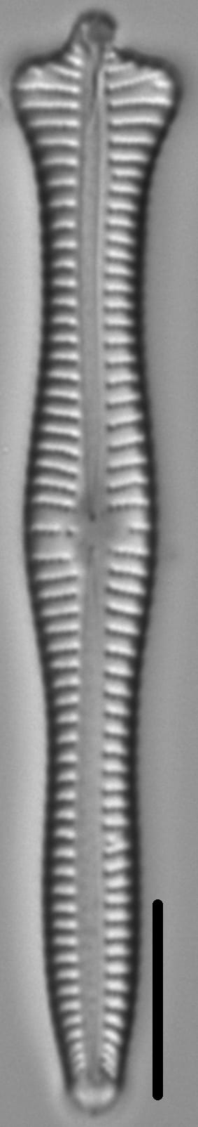 Gomphonema Cf  Coronatum 683001 6