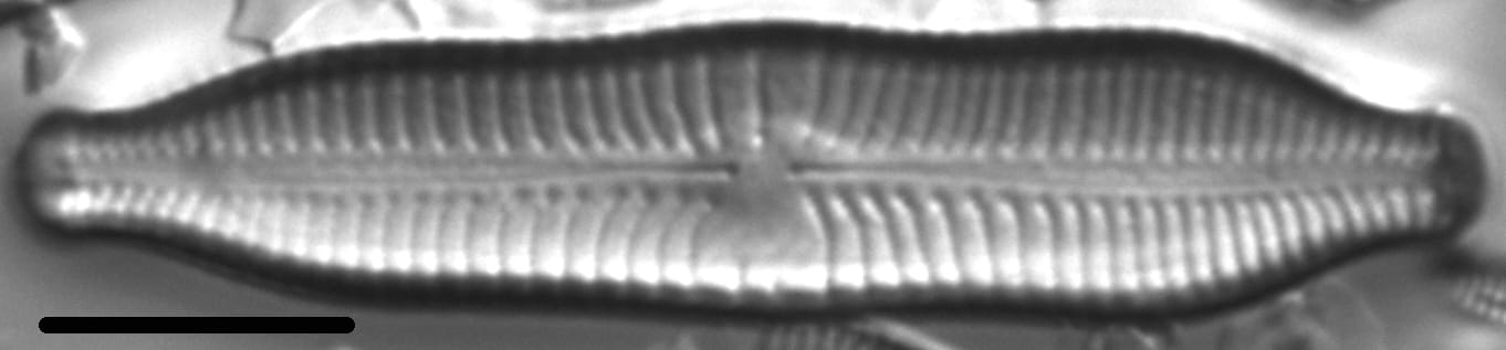 Gomphonema nathorstii LM1