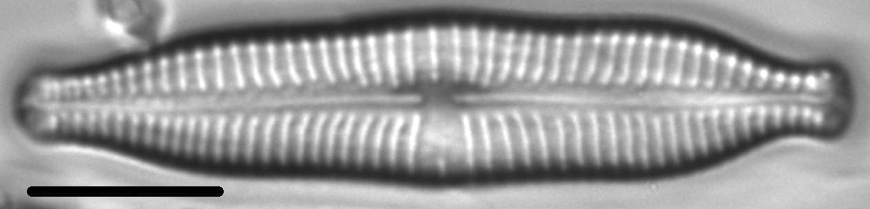 Gomphonema nathorstii LM2