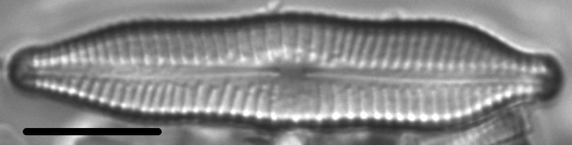 Gomphonema nathorstii LM3