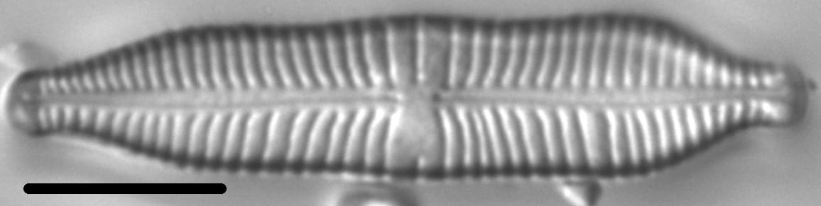 Gomphonema nathorstii LM4