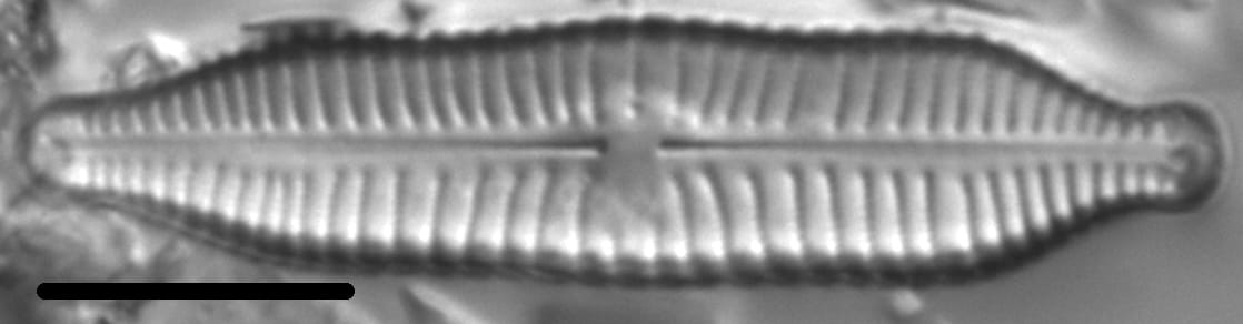 Gomphonema nathorstii LM5