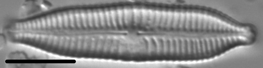 Gomphonema nathorstii LM6