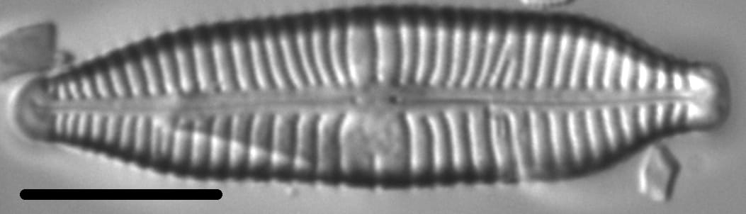 Gomphonema nathorstii LM7