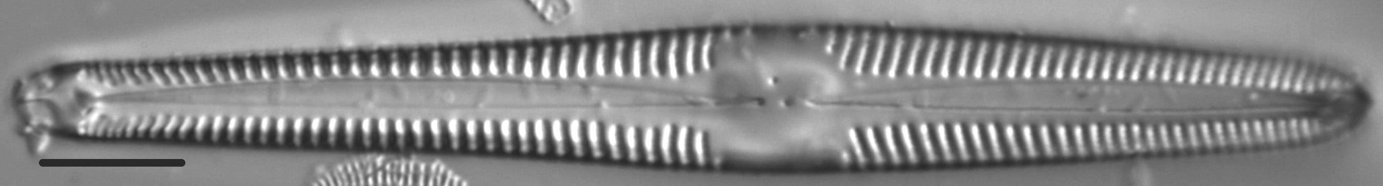 Gomphonema semiapertum LM1