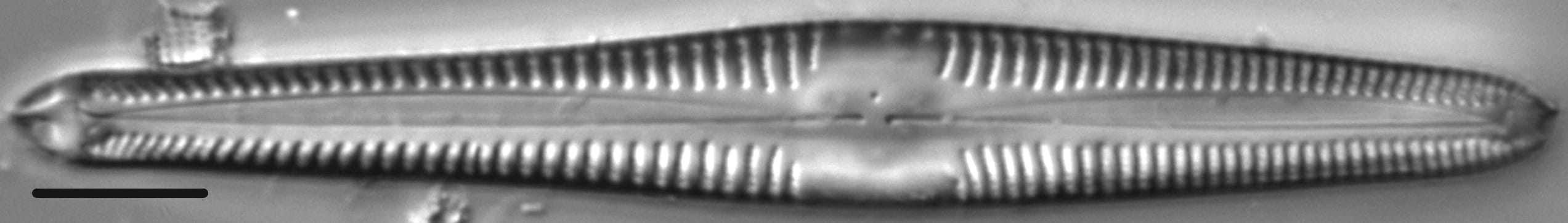 Gomphonema semiapertum LM2