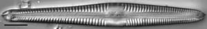 Gomphonema semiapertum LM2