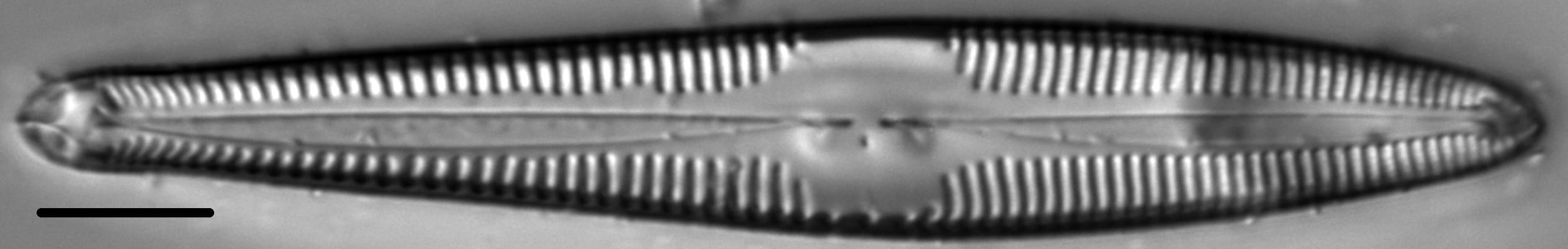 Gomphonema semiapertum LM3