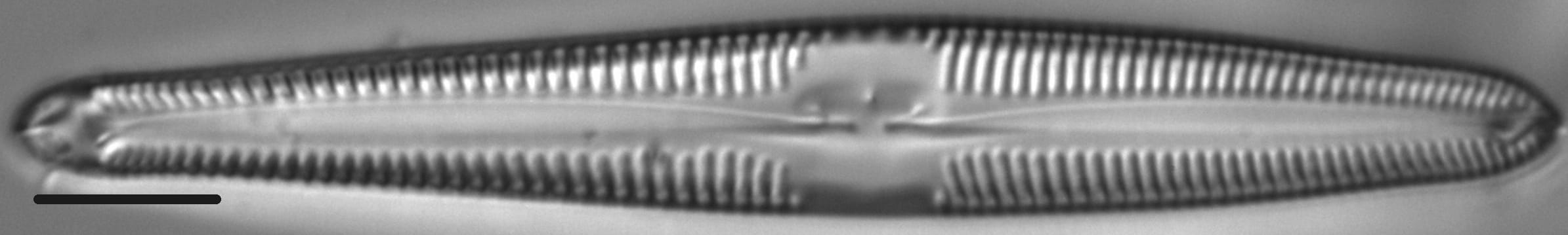 Gomphonema semiapertum LM4