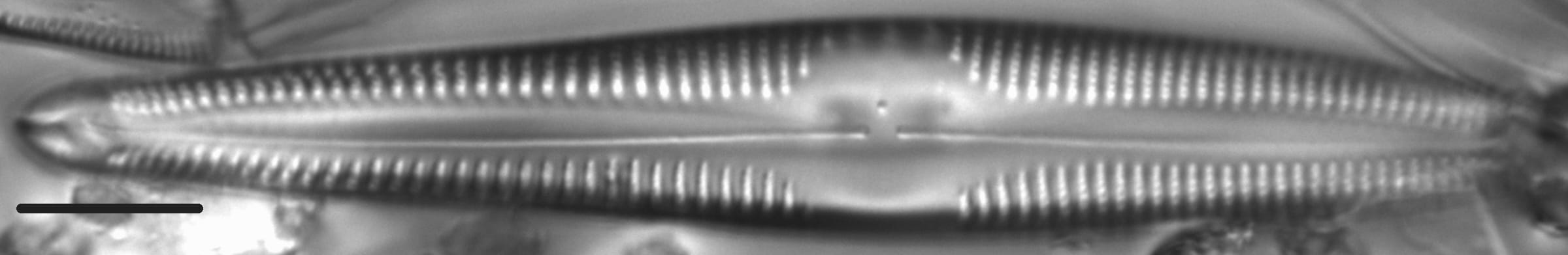 Gomphonema semiapertum LM5