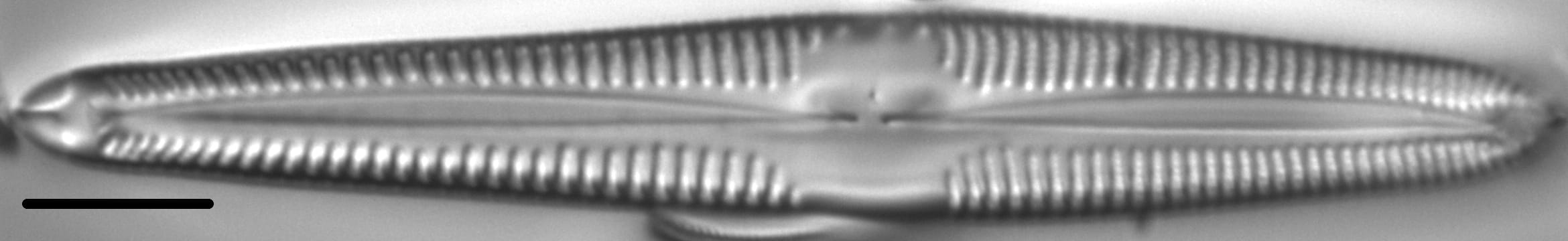 Gomphonema semiapertum LM6