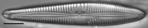 Gomphonema semiapertum LM7