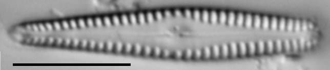 Gomphonema sierranum LM7