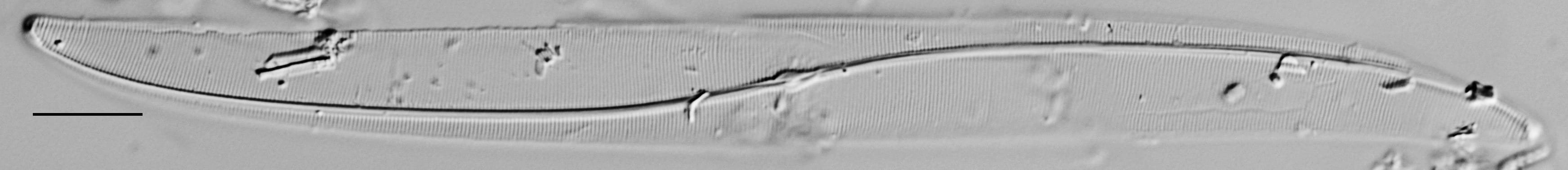 Gyrosigma Obscurum Me10042 A 102417 18 C