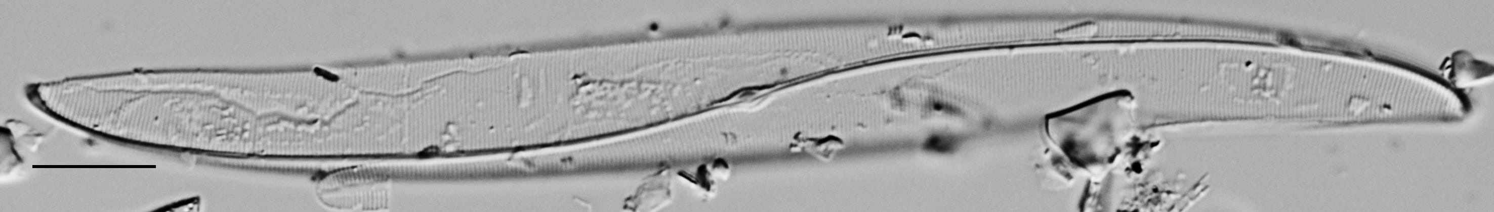 Gyrosigma Obscurum Me10042 A 102417 36 C