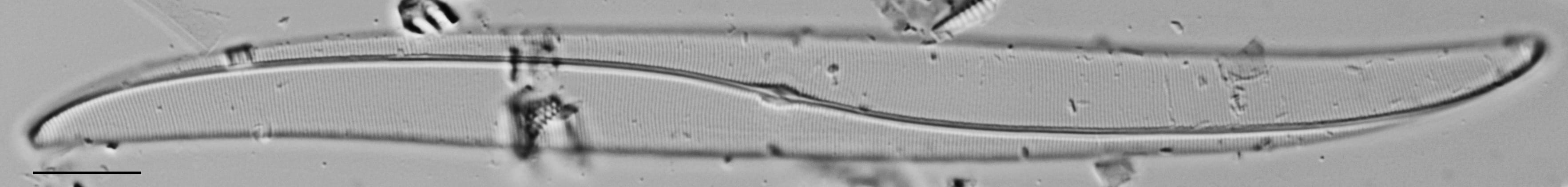 Gyrosigma Obscurum Me10042 A 102417 54 C