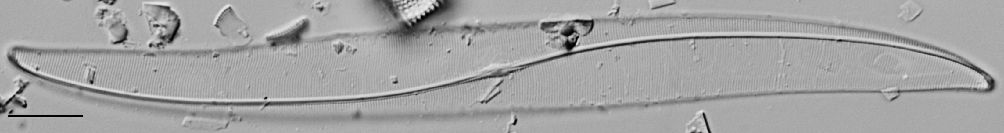 Gyrosigma Obscurum Me10042 C 012318 04 C