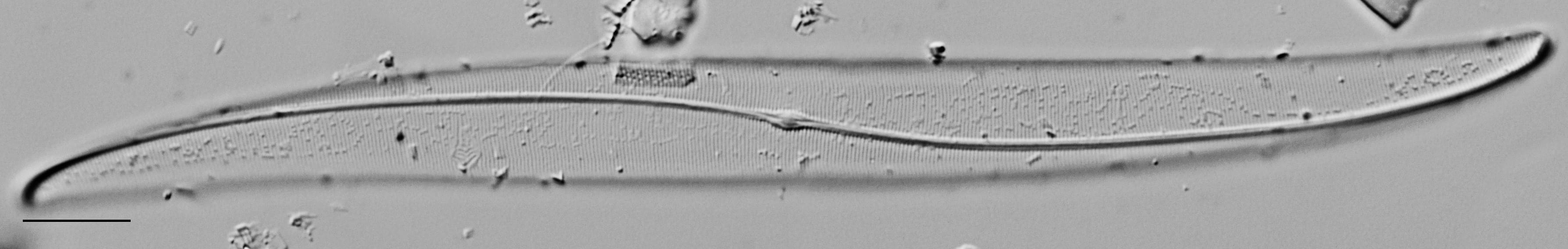 Gyrosigma Obscurum Me10042 D 012318 01