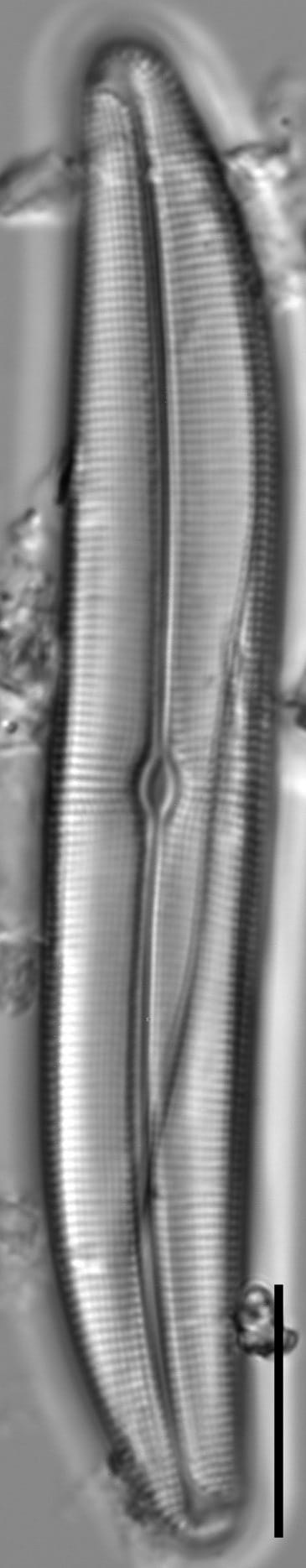 Gyrosigma obtusatum LM1