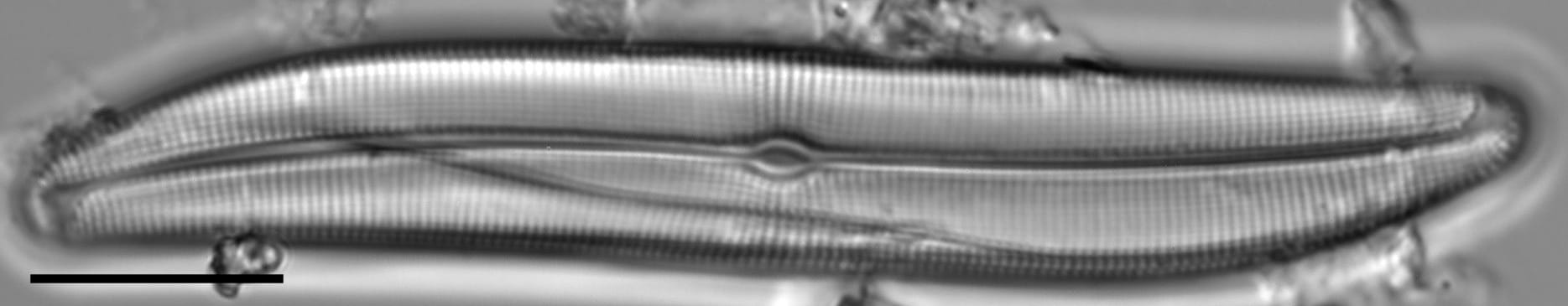 Gyrosigma obtusatum LM1