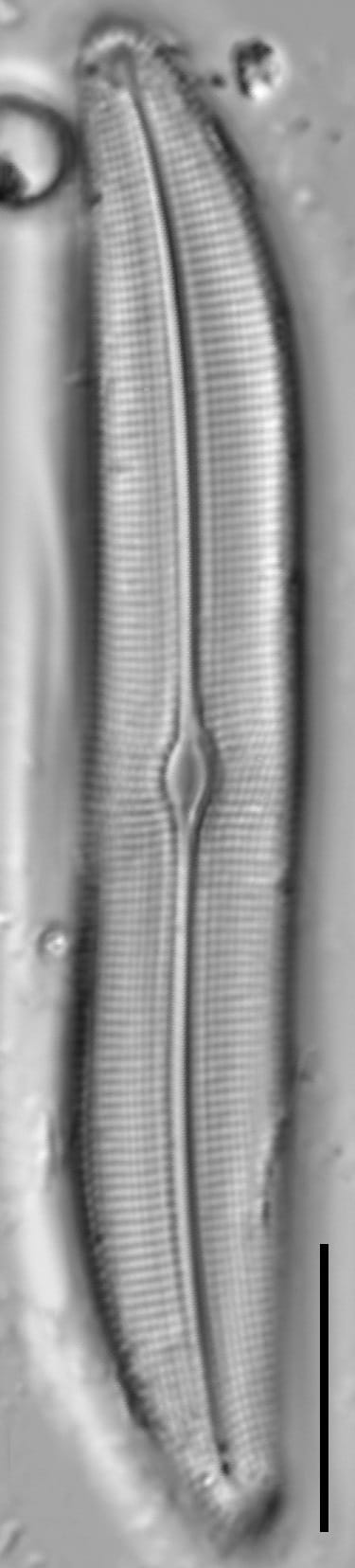 Gyrosigma obtusatum LM22