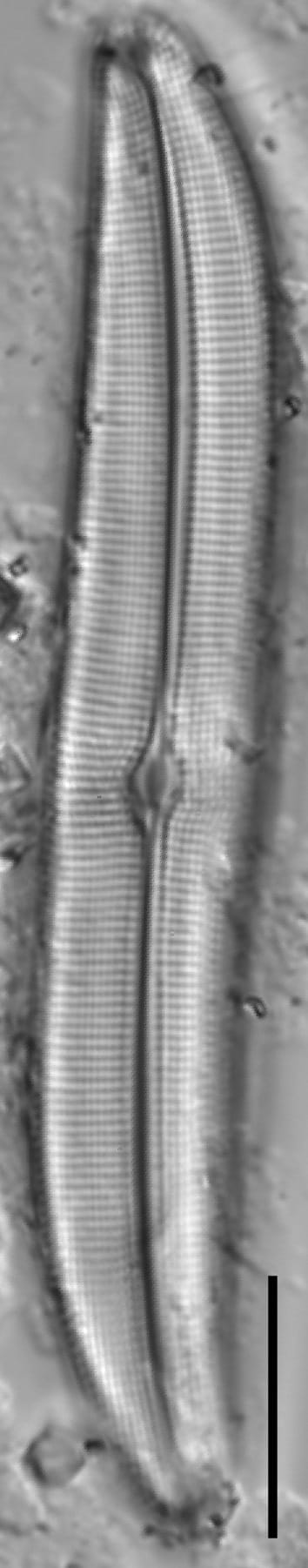 Gyrosigma obtusatum LM3