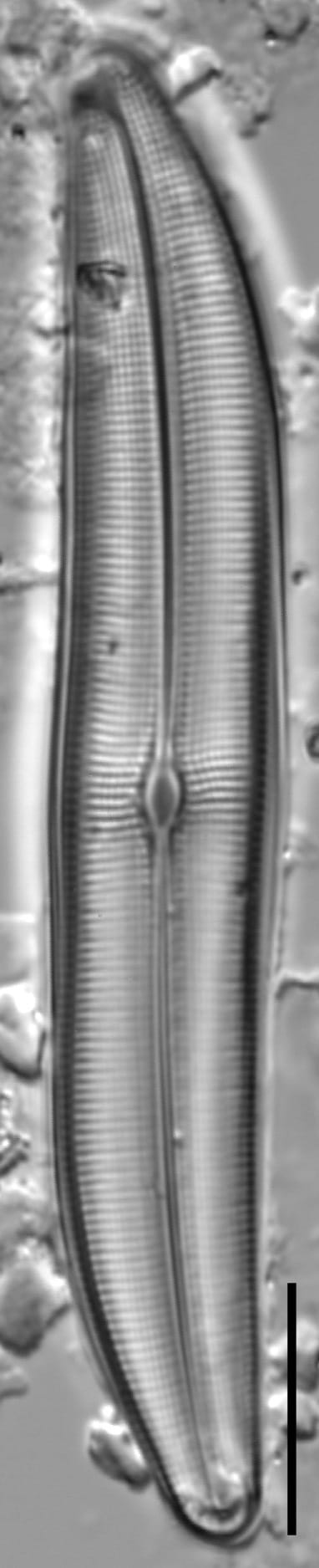 Gyrosigma obtusatum LM5