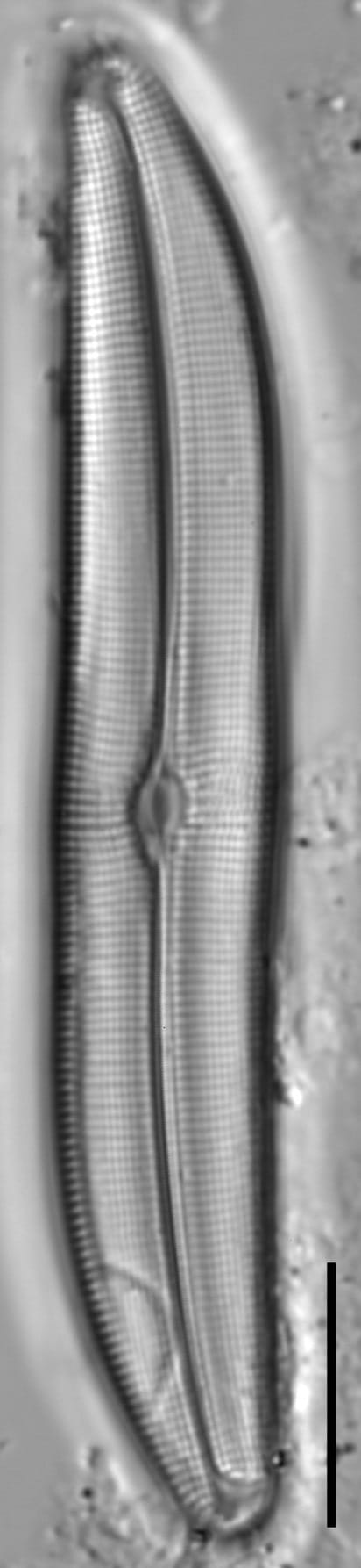 Gyrosigma obtusatum LM6