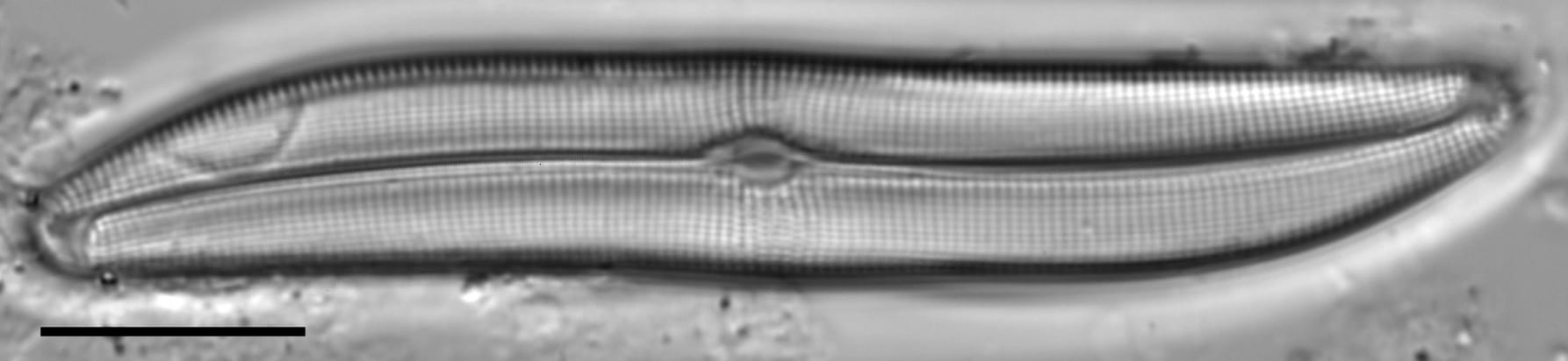 Gyrosigma obtusatum LM6