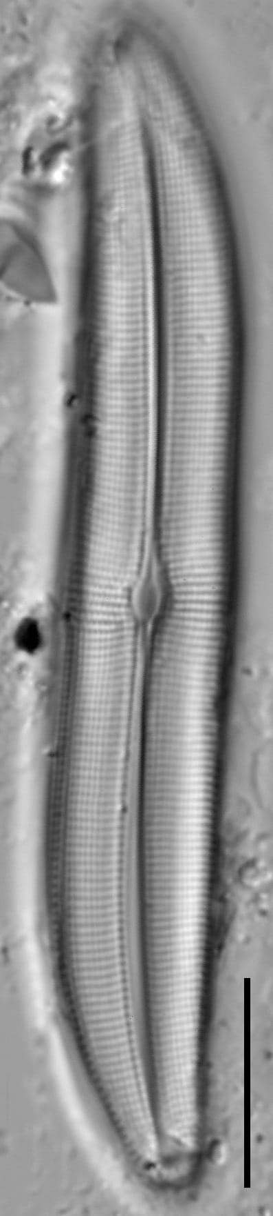 Gyrosigma obtusatum LM77