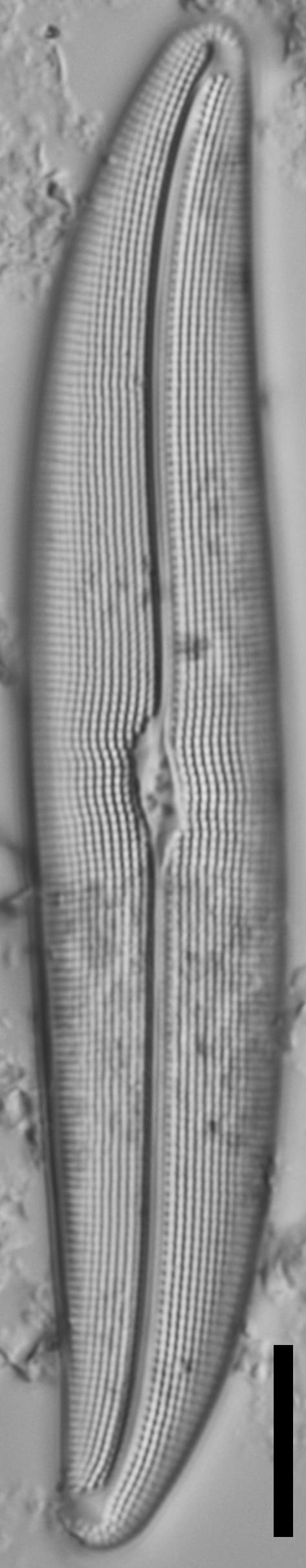 Gyrosigma reimeri LM1