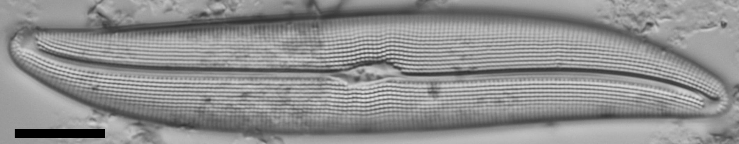 Gyrosigma reimeri LM1