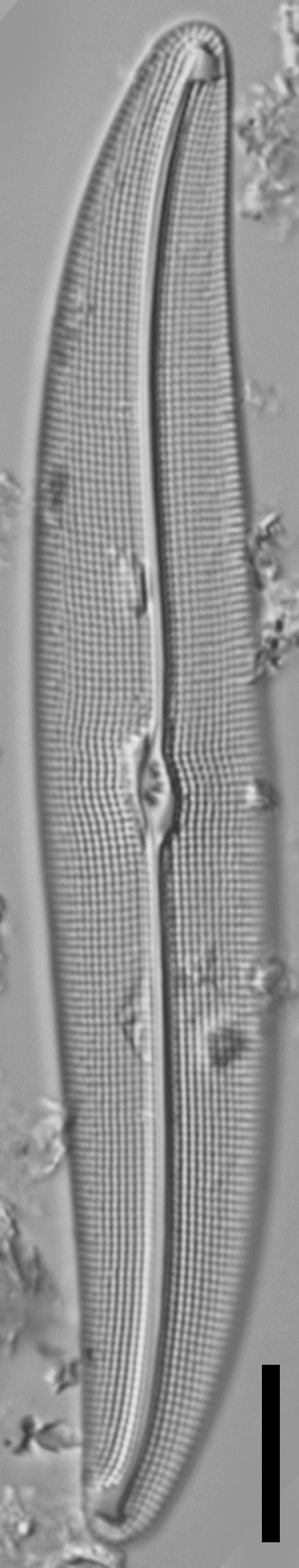 Gyrosigma reimeri LM2
