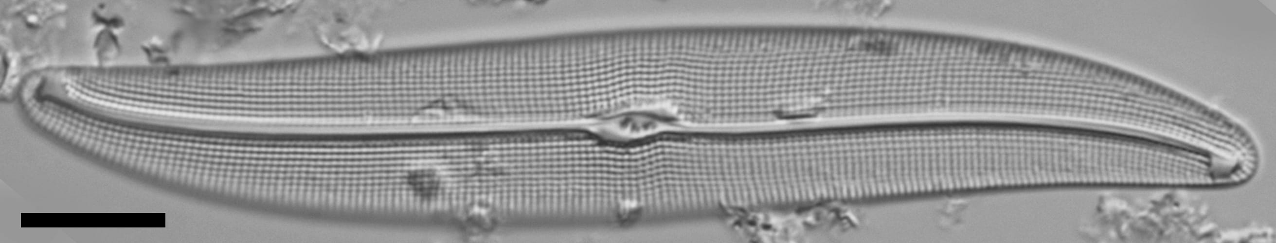 Gyrosigma reimeri LM2