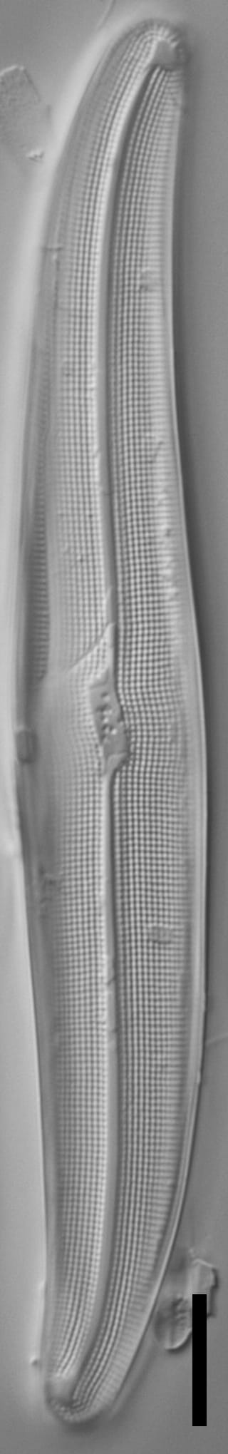 Gyrosigma reimeri LM3