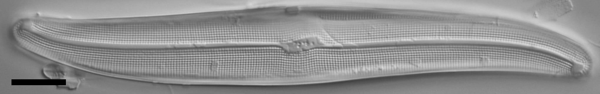 Gyrosigma reimeri LM3