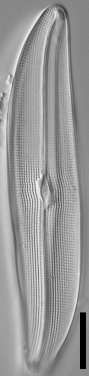 Gyrosigma reimeri LM4