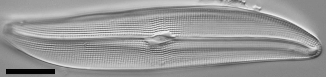 Gyrosigma reimeri LM4