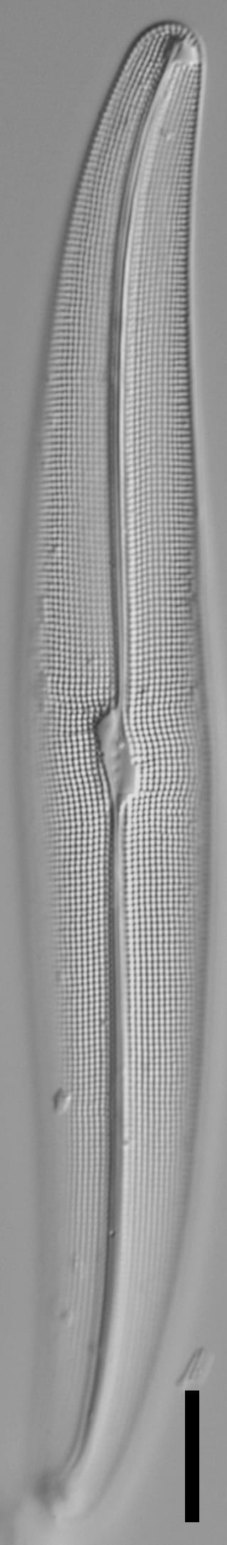 Gyrosigma reimeri LM5