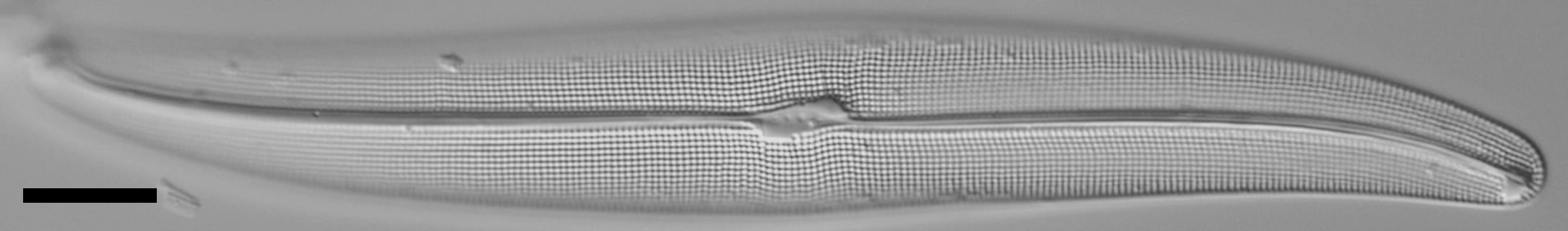 Gyrosigma reimeri LM5