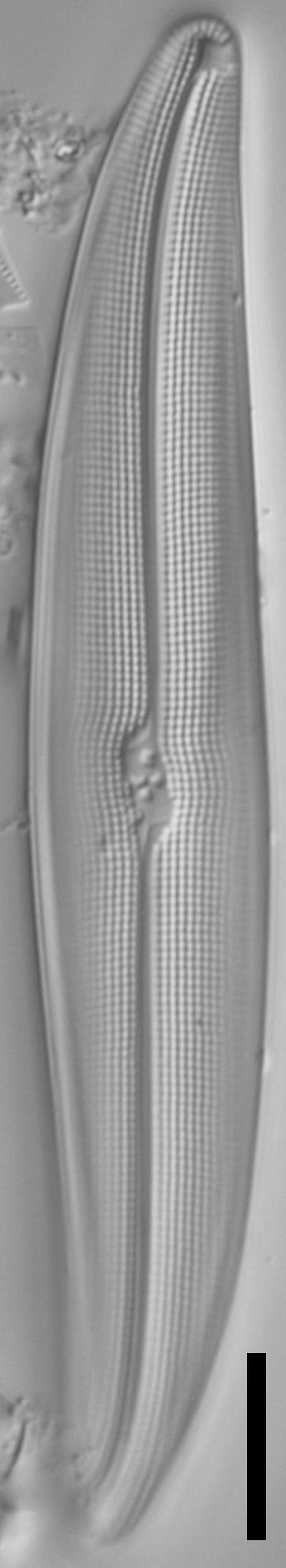 Gyrosigma reimeri LM6