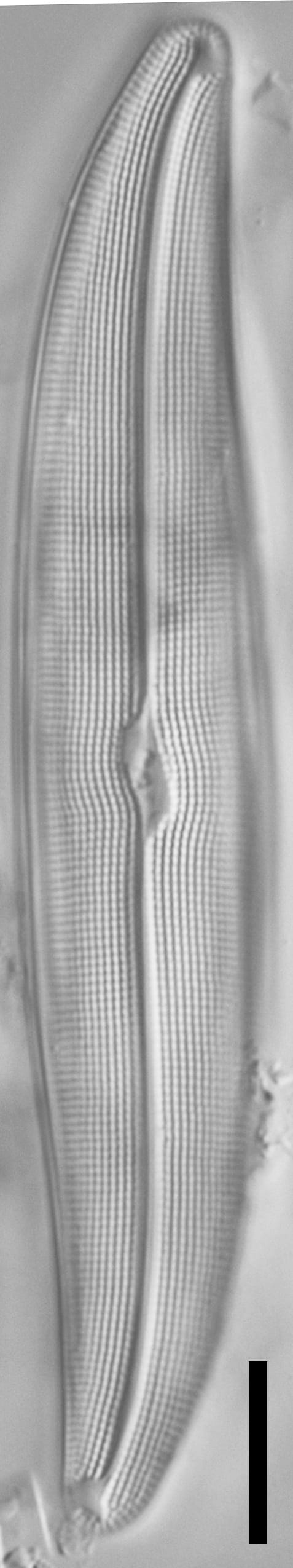 Gyrosigma reimeri LM7