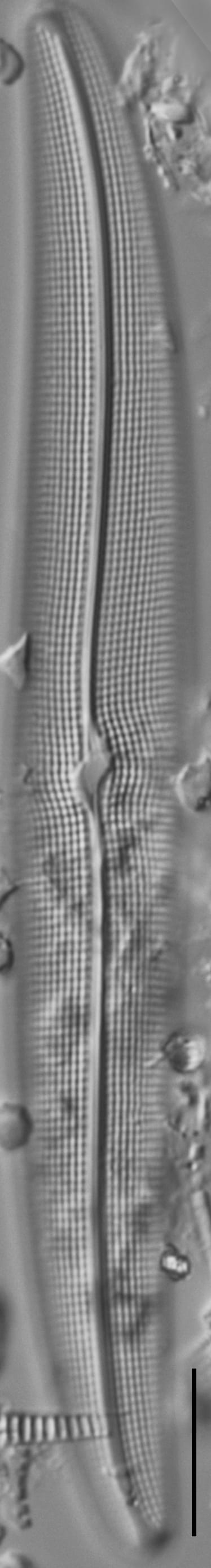 Gyrosigma Nodiferum LM1 GC114556 008