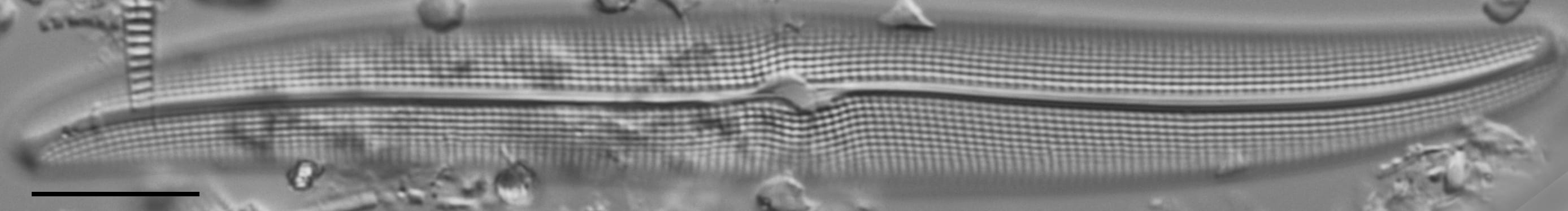 Gyrosigma Nodiferum LM1 GC114556 008