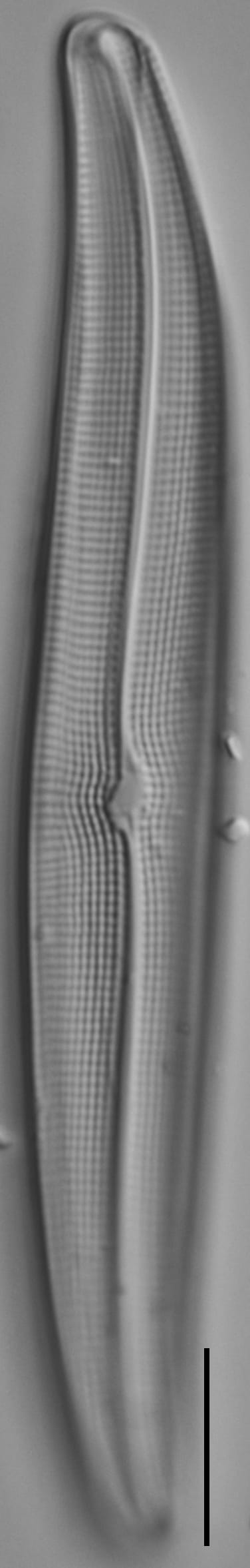 Gyrosigma Nodiferum LM2 GC114556 010b