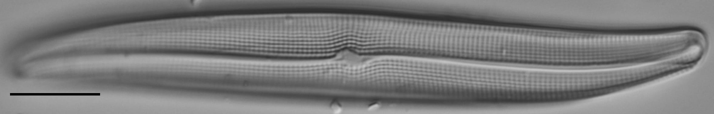 Gyrosigma Nodiferum LM2 GC114556 010b