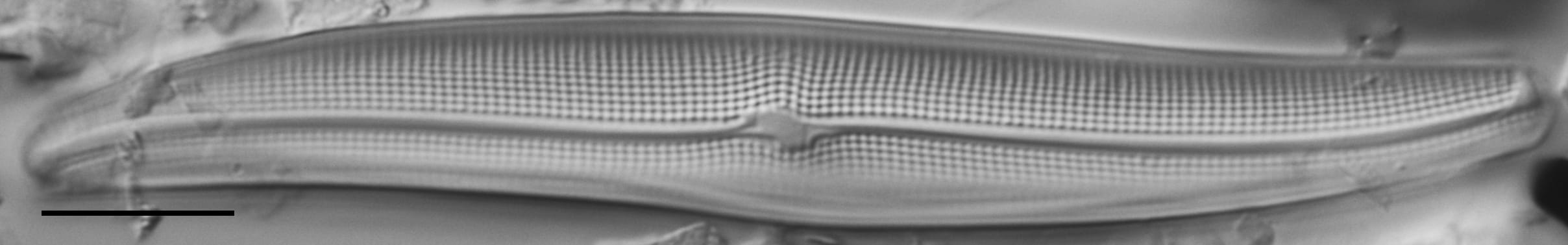 Gyrosigma Nodiferum LM3 GC114556 007