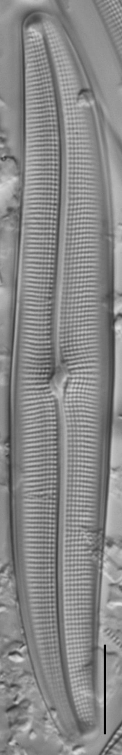 Gyrosigma Nodiferum LM4 GC114556 009