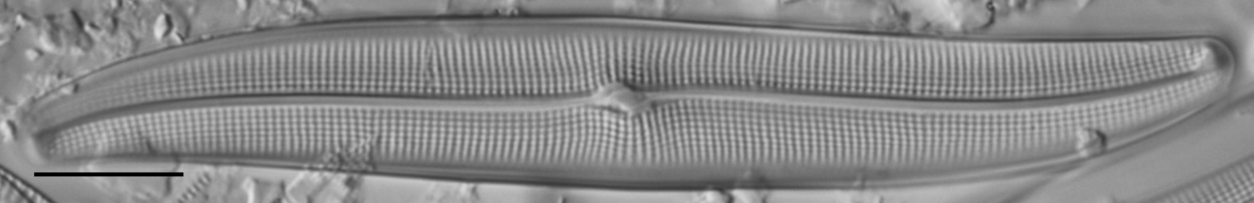 Gyrosigma Nodiferum LM4 GC114556 009