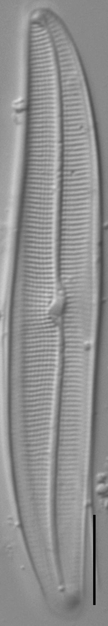 Gyrosigma Nodiferum LM5 GC107027a 004
